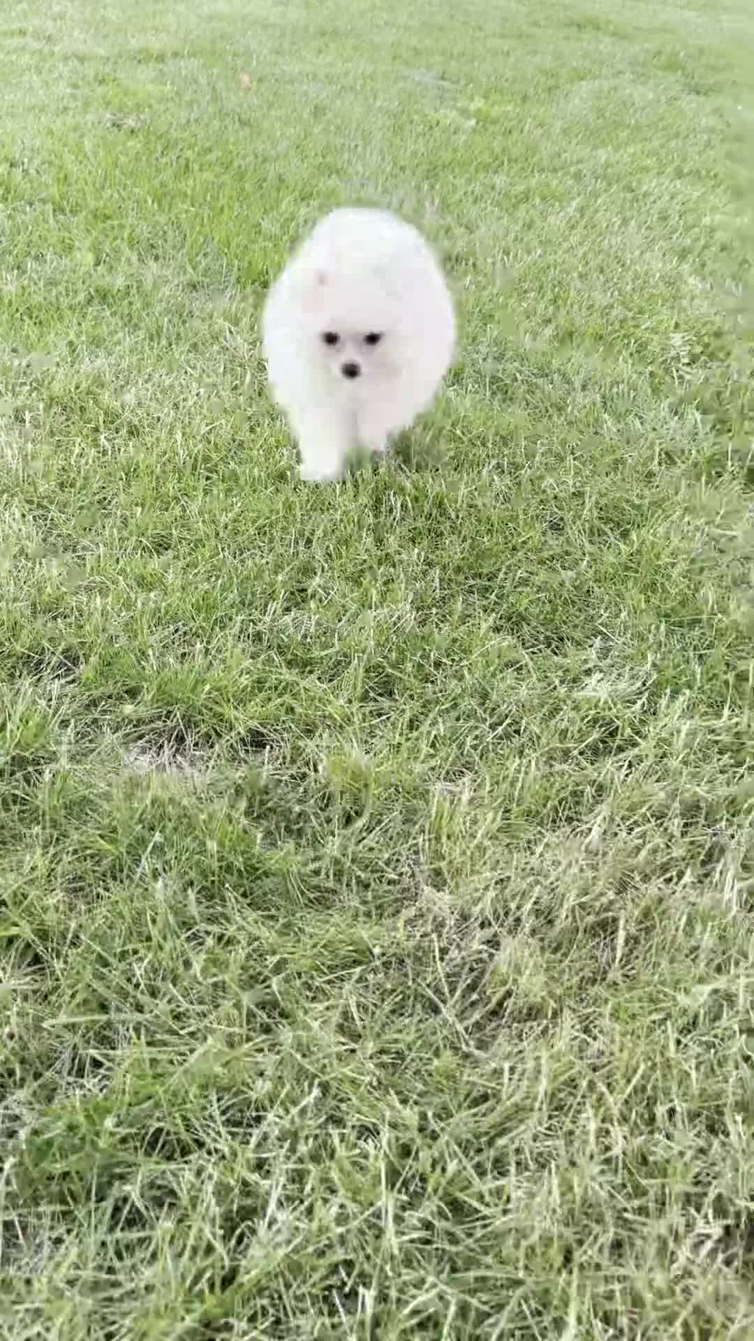Pomeranian dogs for sale: Pomeranian Puppy female Zoey  - Video 1