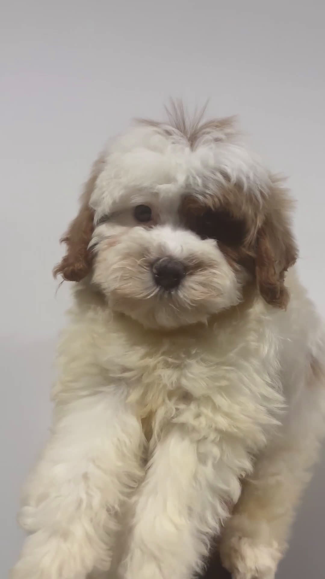 Cavapoo dogs for sale: CAVAPOO CAIDEN❤️🐾 - Video 1