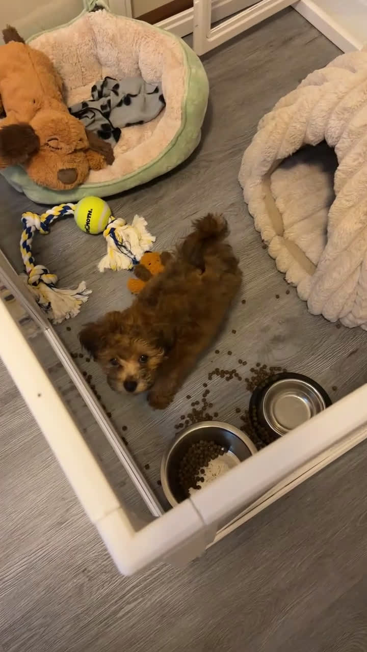 Toy Poodle dogs for sale: Toy Poodle Puppy 2 - Video 1