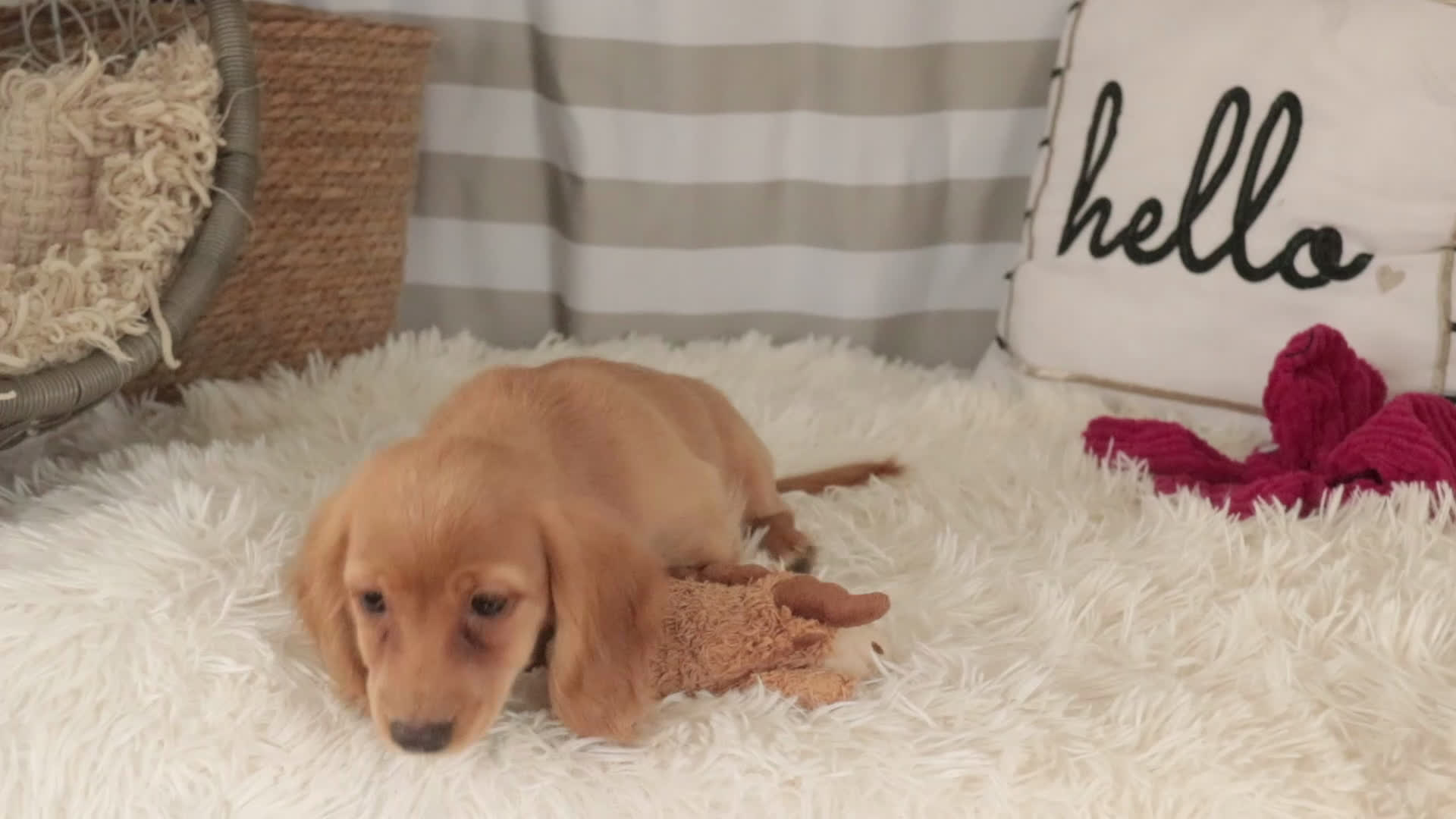 Miniature Dachshund dogs for sale: Taffy - Video 1