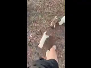 Akita dogs for sale: Red Male - Video 1