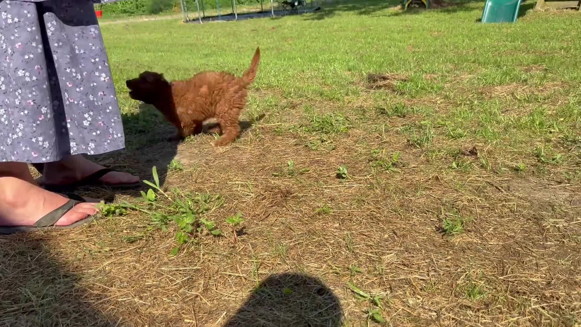Mini Goldendoodle dogs for sale: Cora - Video 1