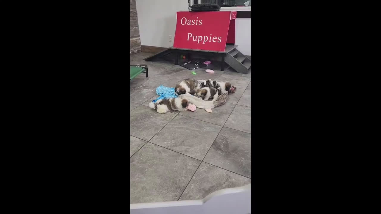 Havanese dogs for sale: WATSON - Video 2