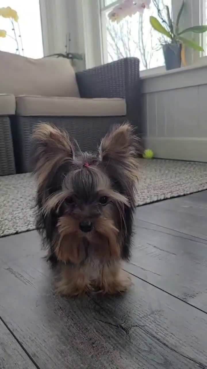 Yorkshire Terrier dogs for sale: Yorkshire Terrier Puppy 1 - Video 1