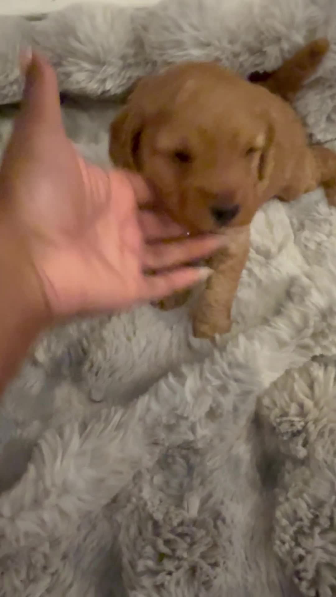 Mini Goldendoodle dogs for sale: Mini Goldendoodle 2 - Video 2