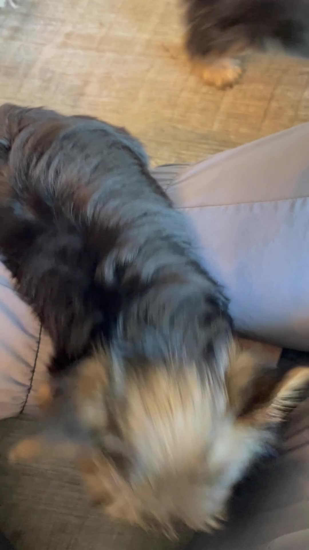 Yorkshire Terrier dogs for sale: Princess (teacup) - Video 1