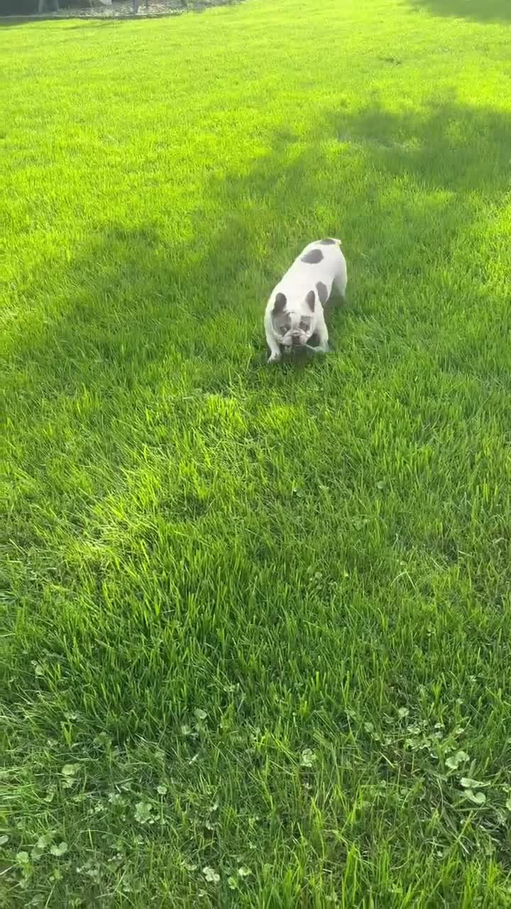 French Bulldog dogs for sale: Nikita - Video 1