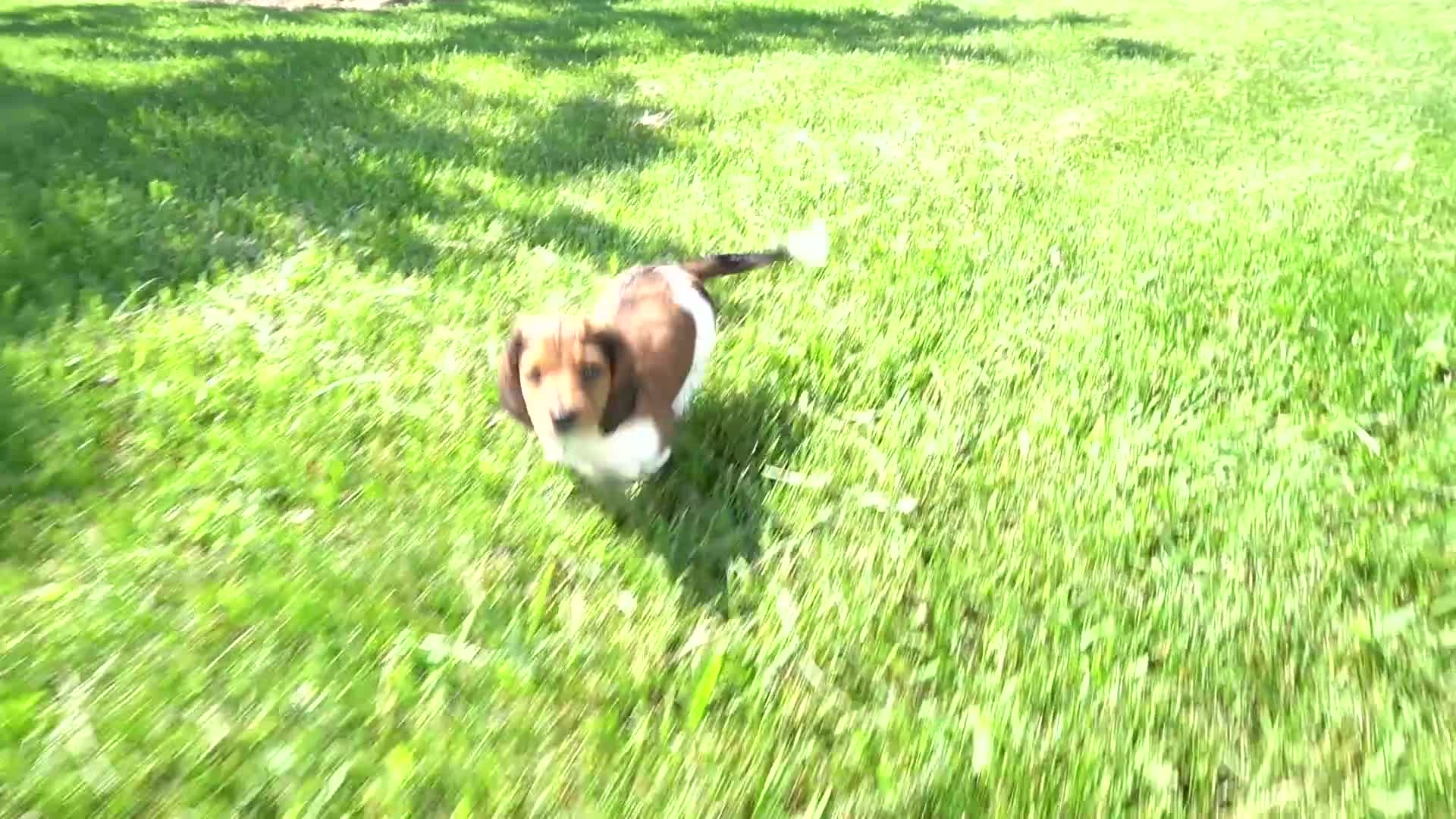 Miniature Dachshund dogs for sale: Bradly - Video 1