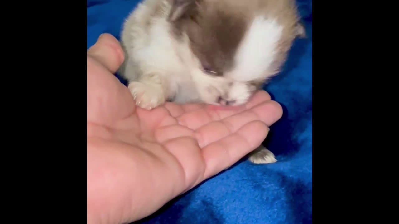 Pomeranian dogs for sale: Layla - Video 1