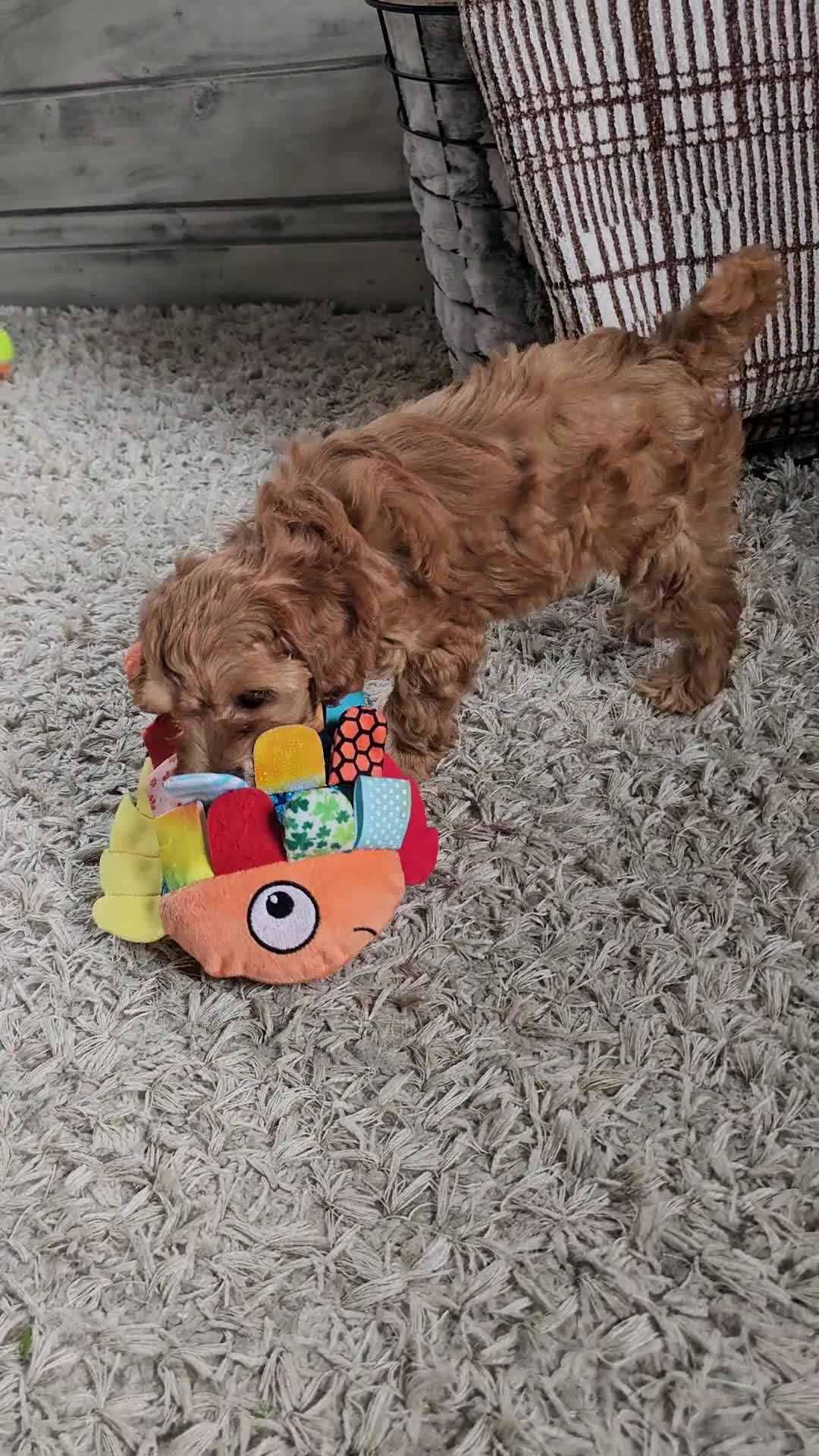 Cavapoo dogs for sale: Koko  - Video 1