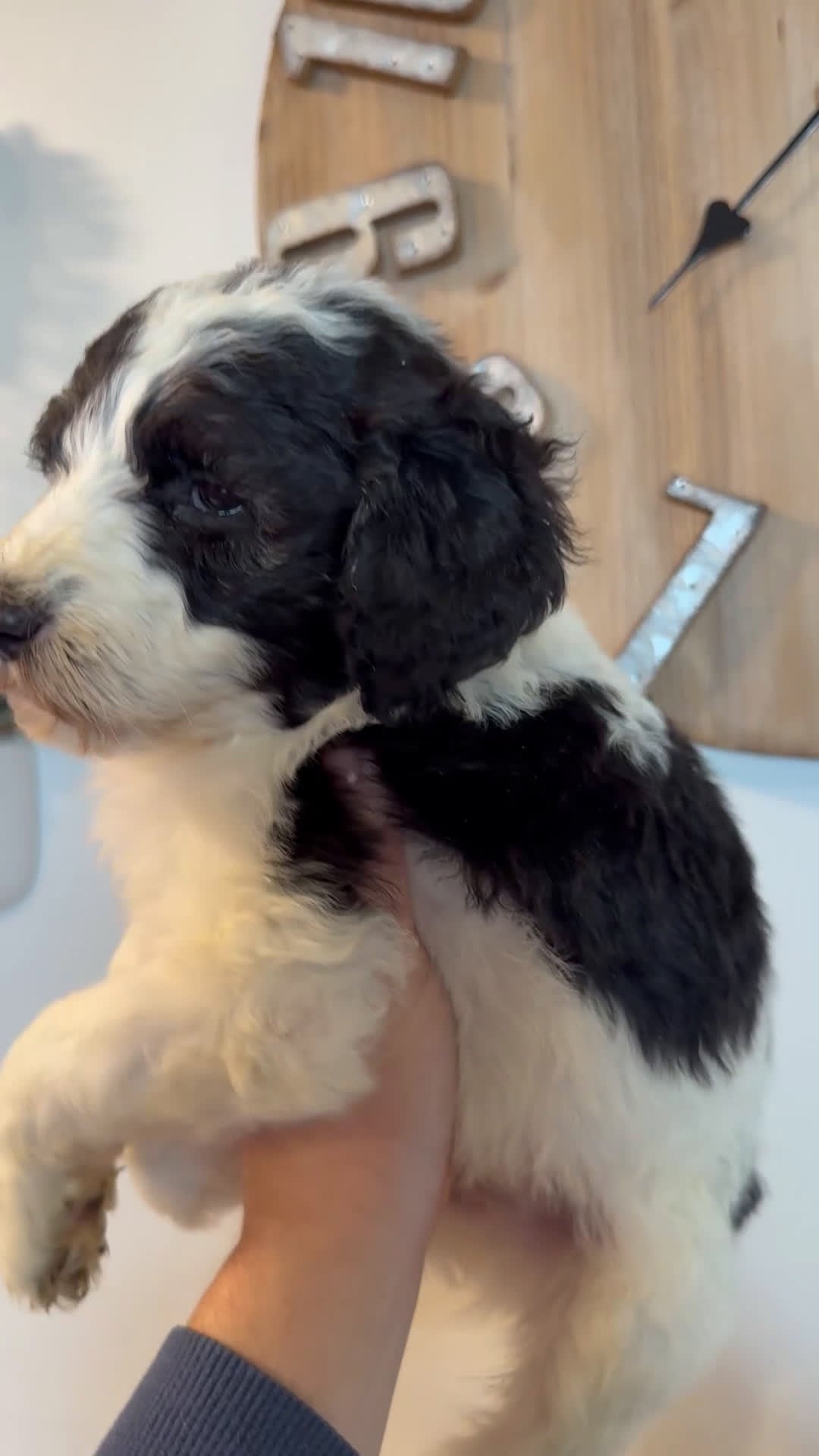 Saint Berdoodles dogs for sale: Calliope - Standard F1b - Video 5