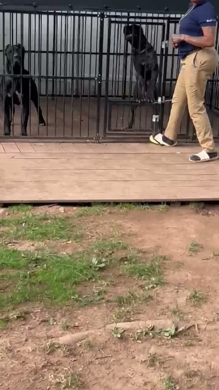 Cane Corso dogs for sale: Cane Corso 5 - Video 1