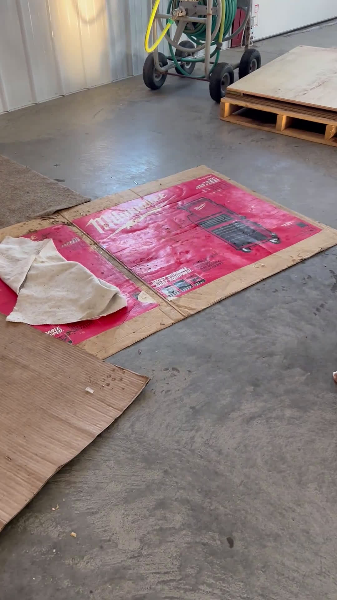 Boxer dogs for sale: Lilly - Video 1