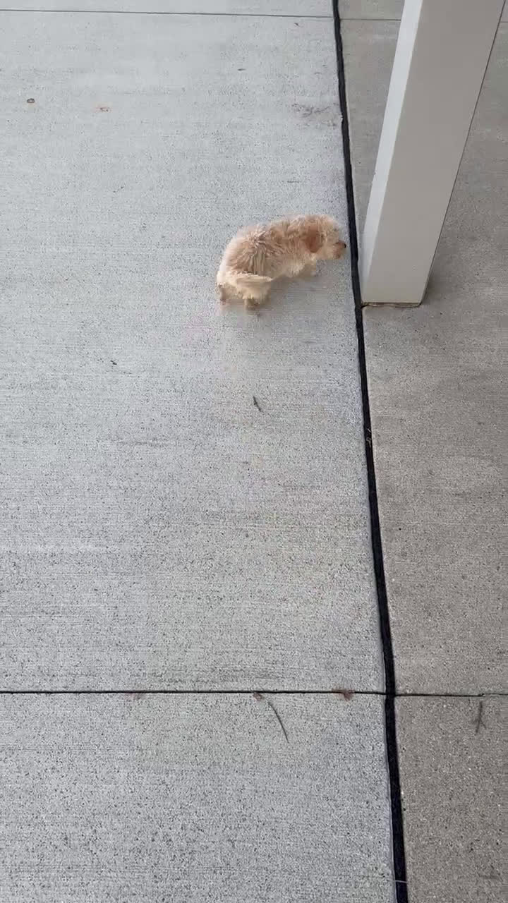 Yorkiepoo dogs for sale: Max - Video 3