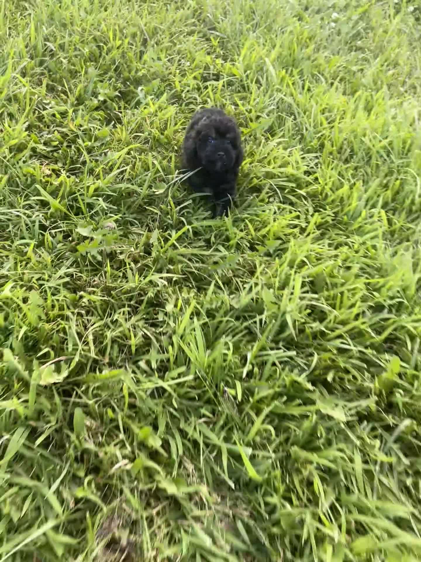 Miniature Poodle dogs for sale: Kona - Video 1