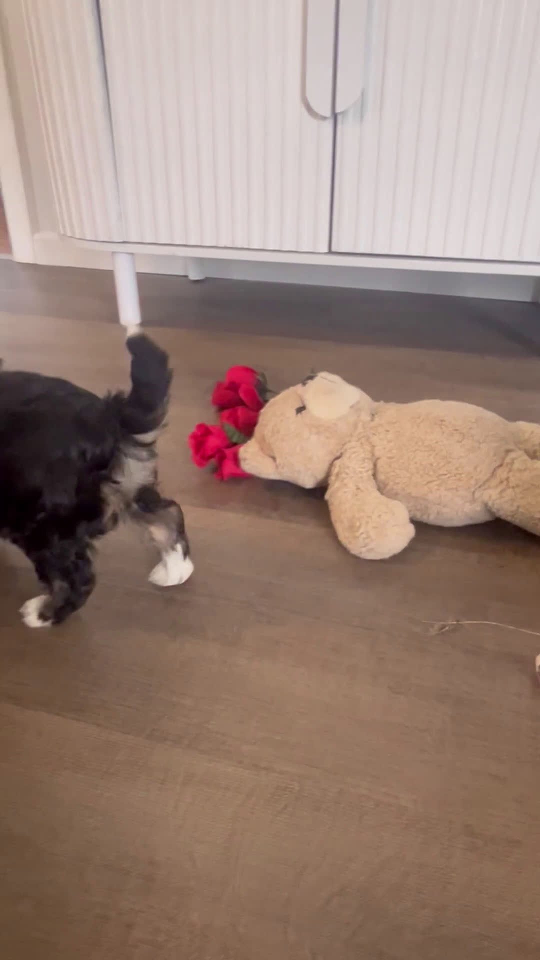 Mini Bernedoodle dogs for sale: Valentine - Video 2