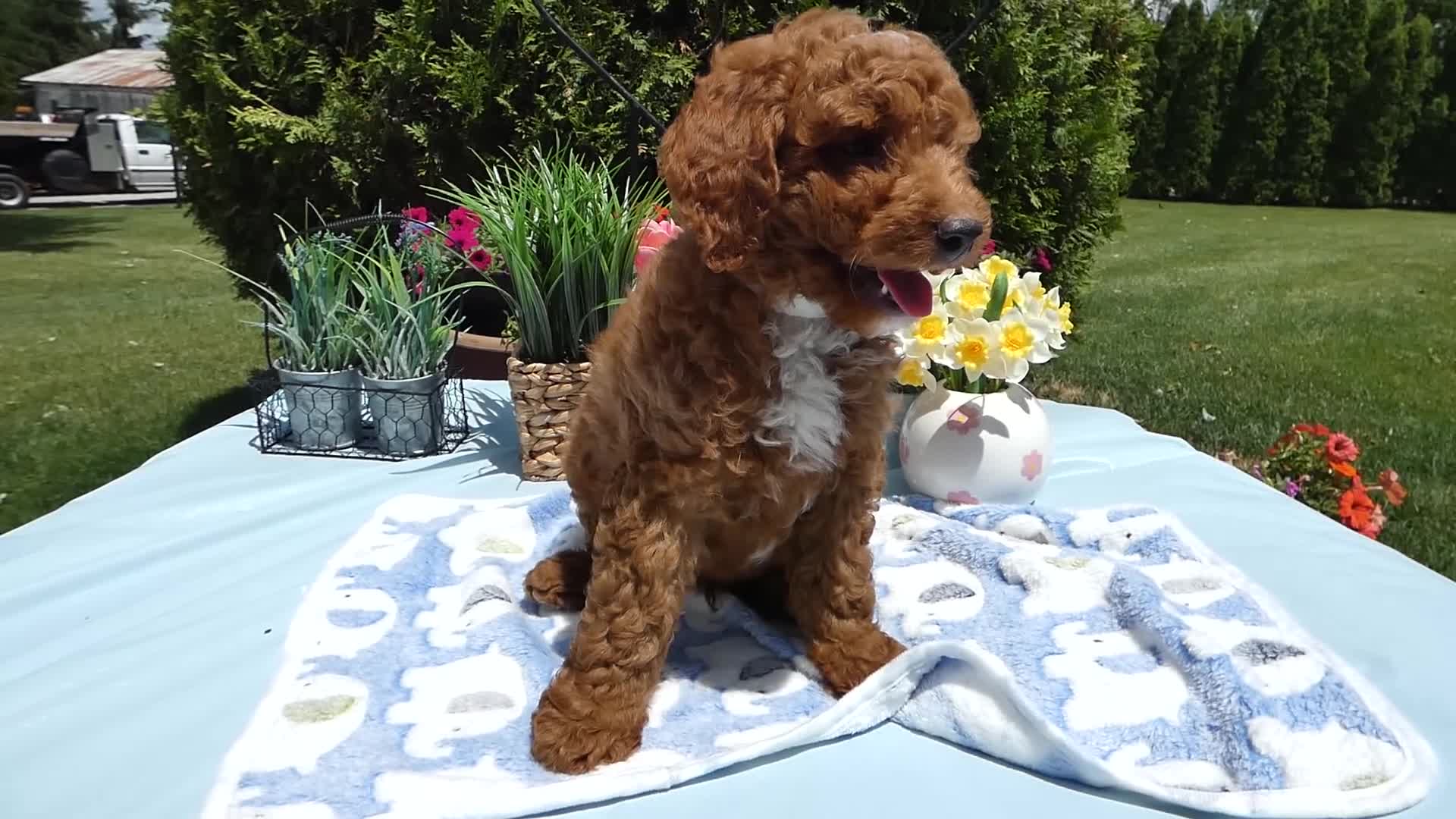Mini Goldendoodle dogs for sale: Mini Goldendoodle 1 Trigger - Video 1