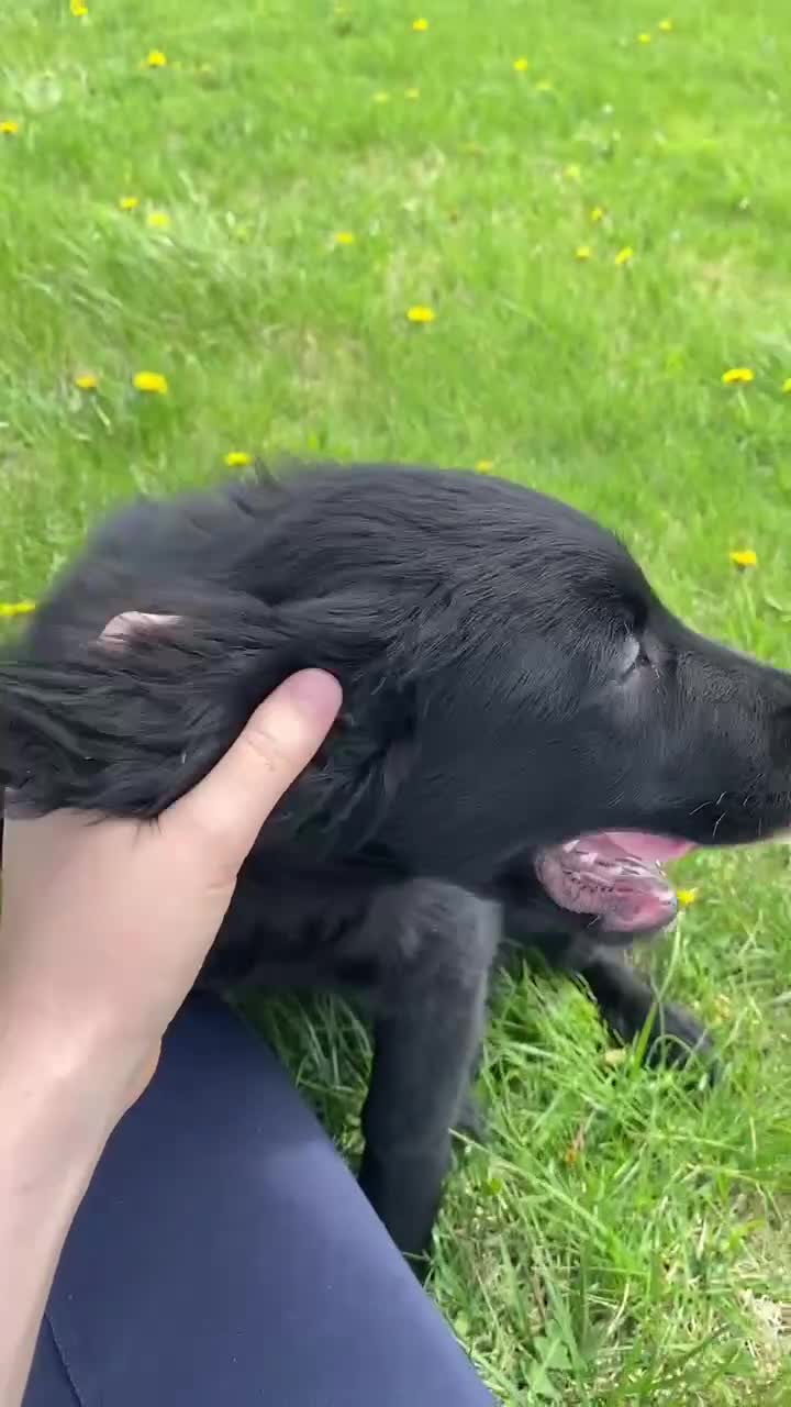 Mixed Breed dogs for sale: Max - Video 2
