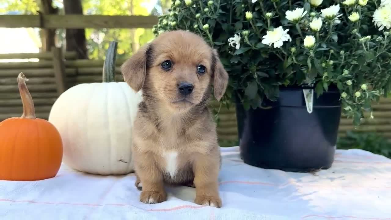 Mixed Breed dogs for sale: Daisy - Video 1