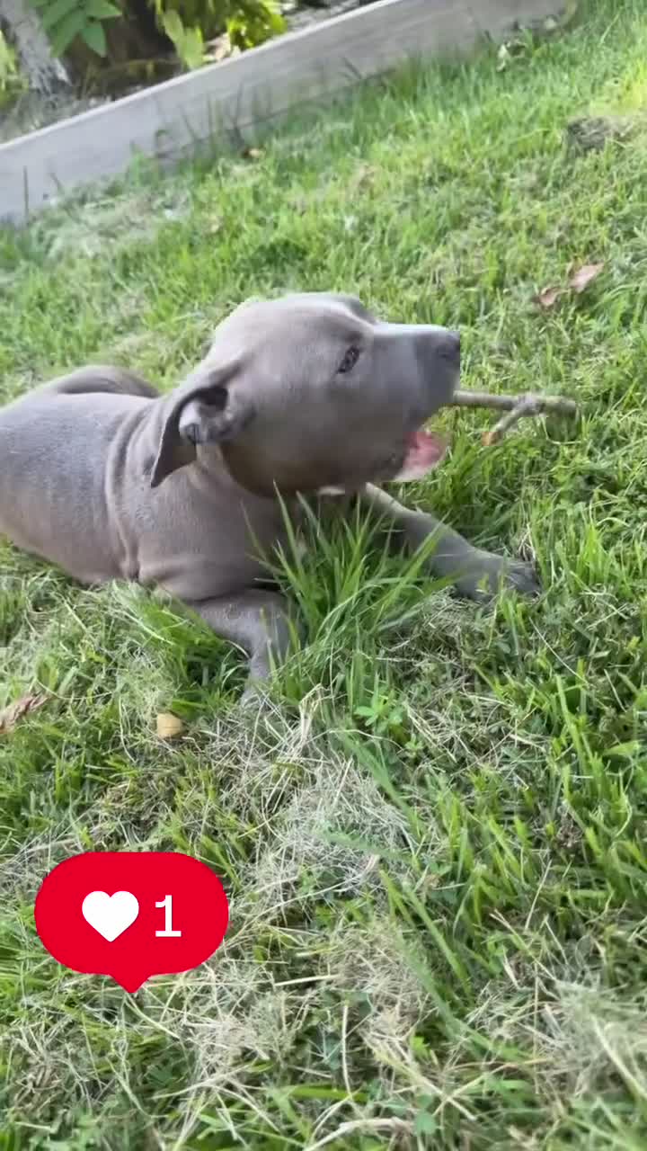 Mixed Breed dogs for sale: Mixed Breed 3 - Video 1