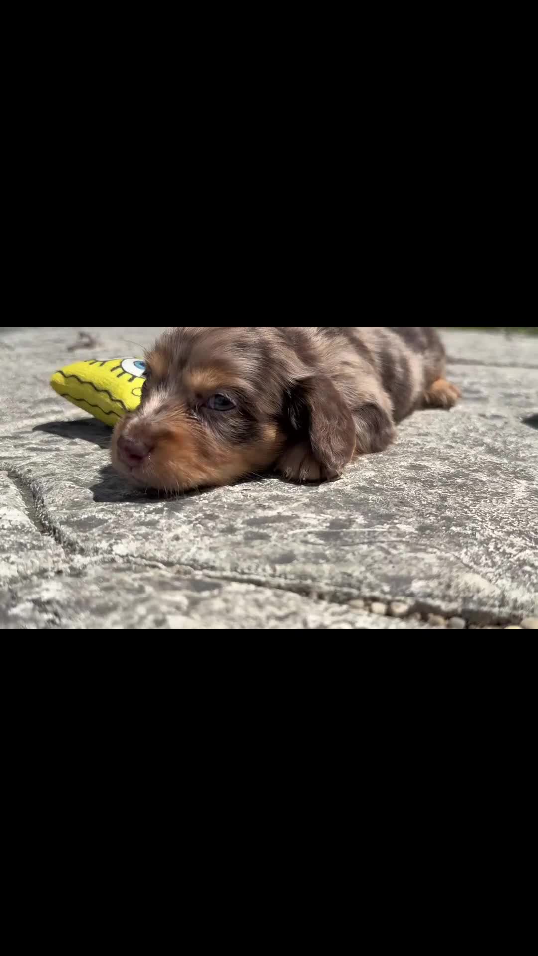 Dachshund dogs for sale: Ginger  - Video 1