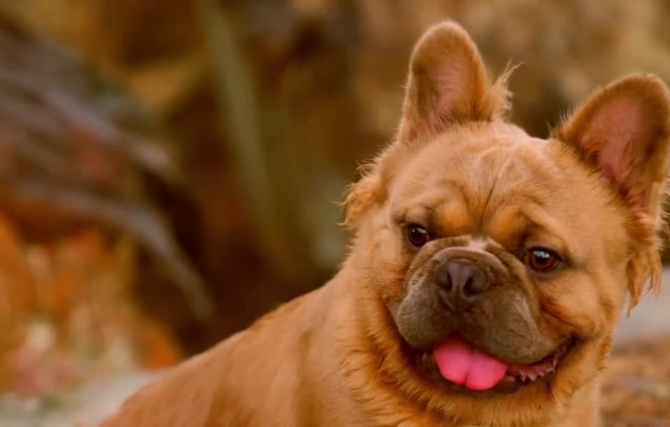 French Bulldog dogs for stud: Elite Fluffy French Bulldog Stud – SOSA (AKC) - Video 1