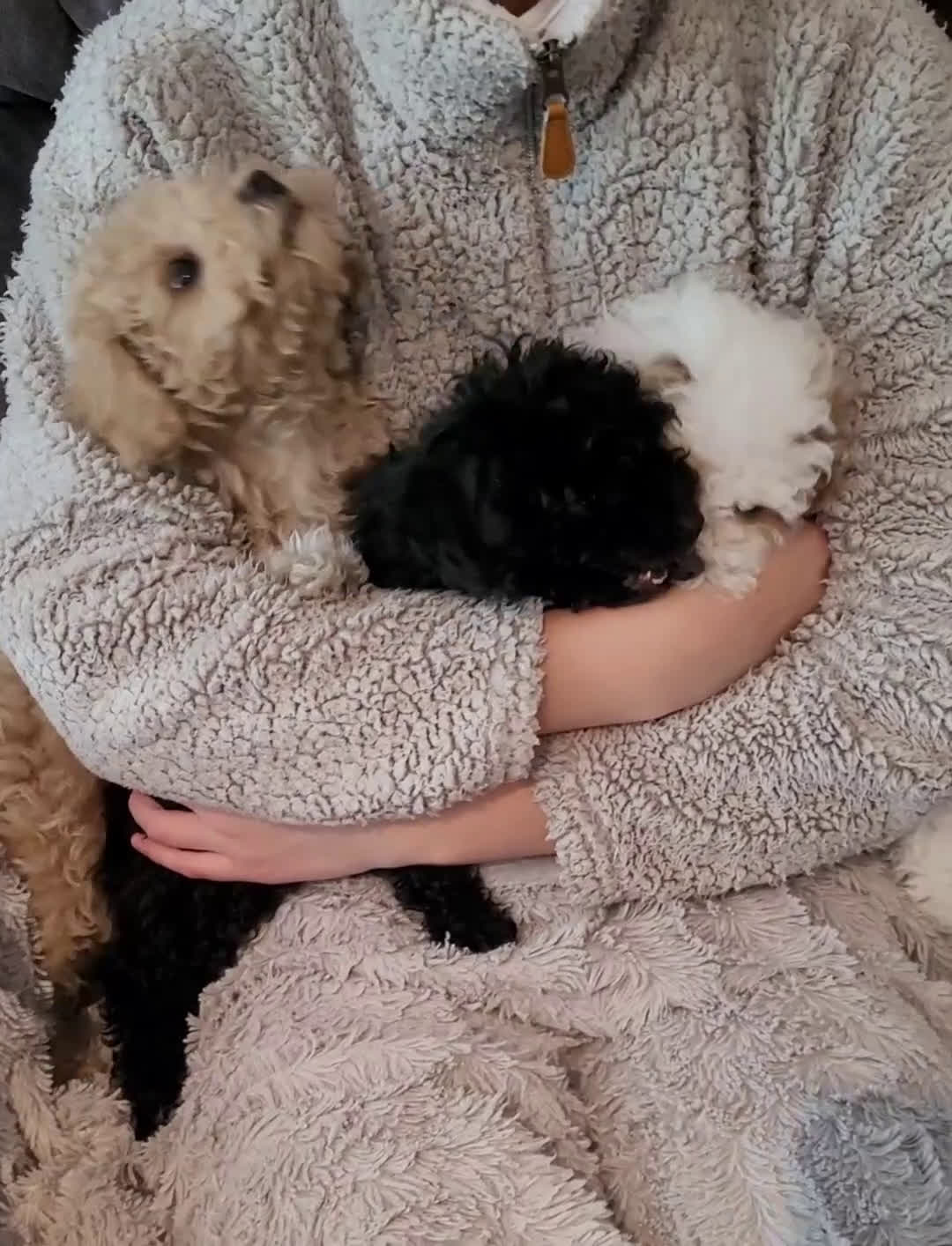 Miniature Poodle dogs for sale: Amber  - Video 4