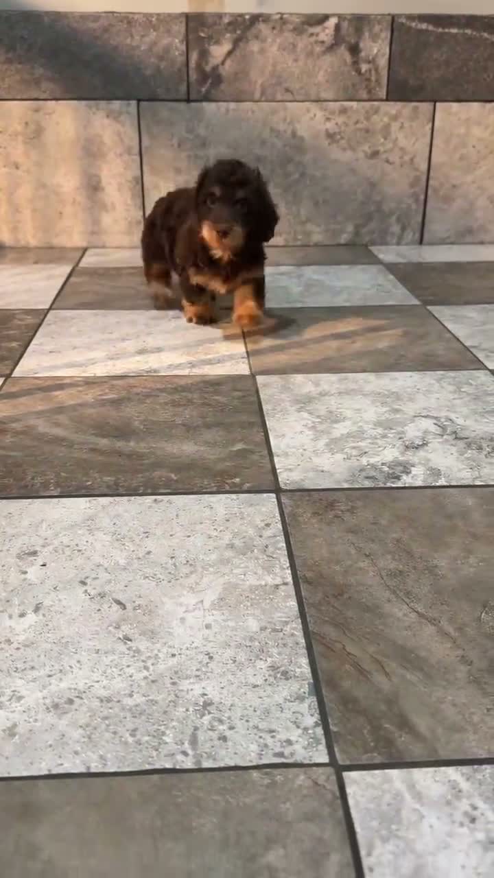 Doxiepoo dogs for sale: Jordan - Video 1