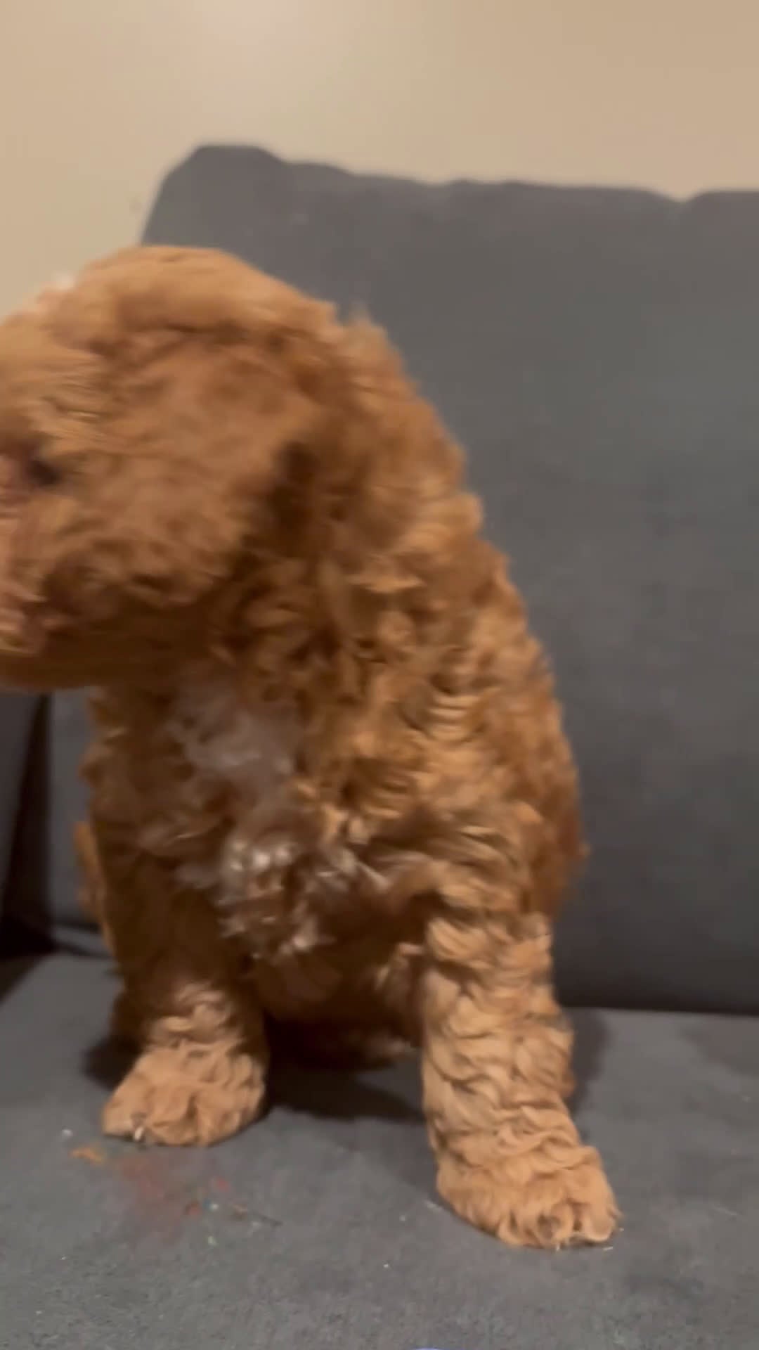 Goldendoodle dogs for sale: Goldendoodle Puppy 1 - Video 1
