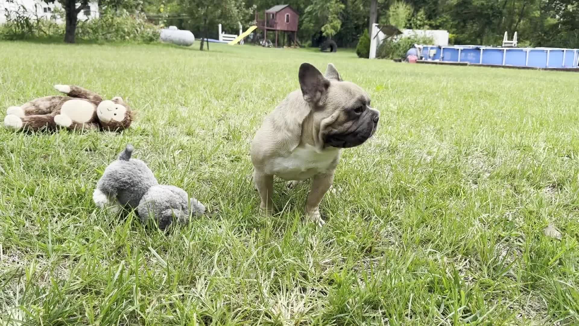 French Bulldog dogs for sale: Samson - Video 1