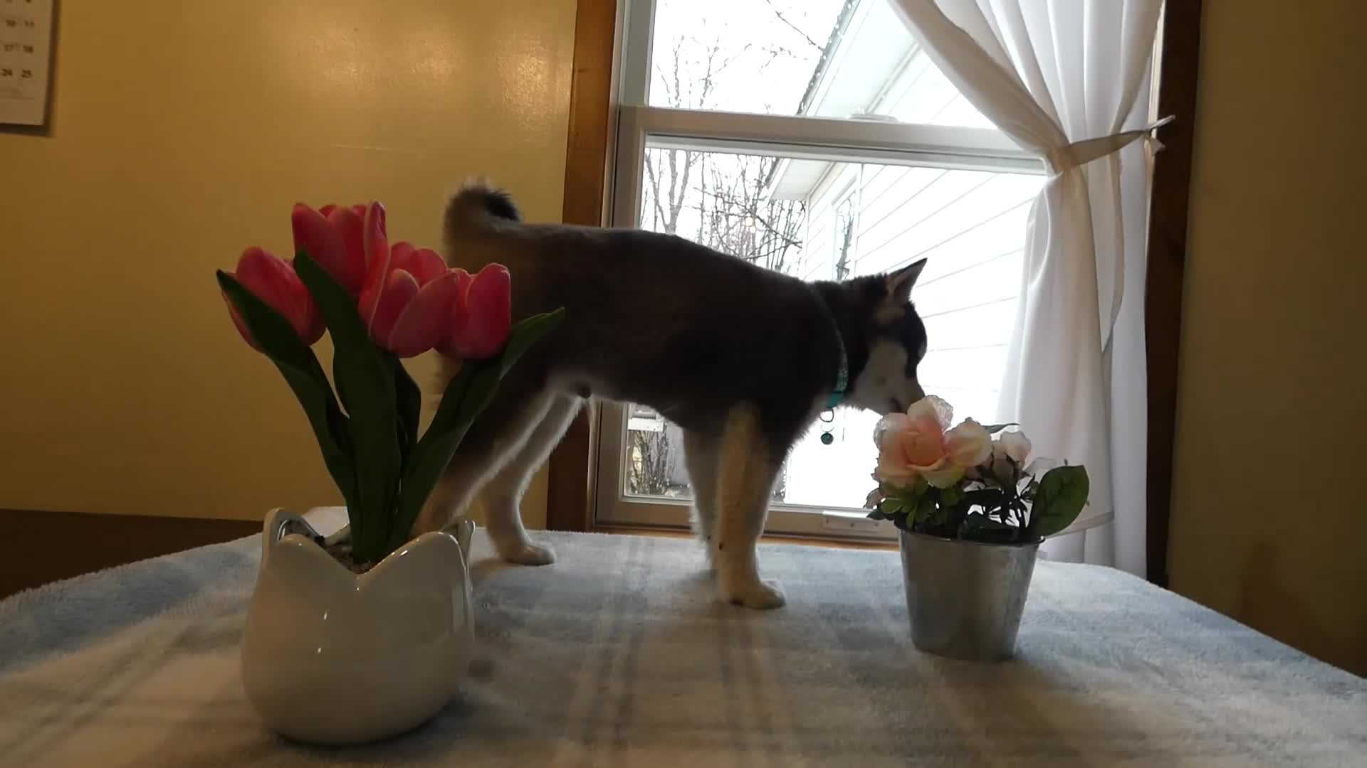 Alaskan Klee Kai dogs for sale: Alaskan Klee Kai Puppy 1 - Video 1