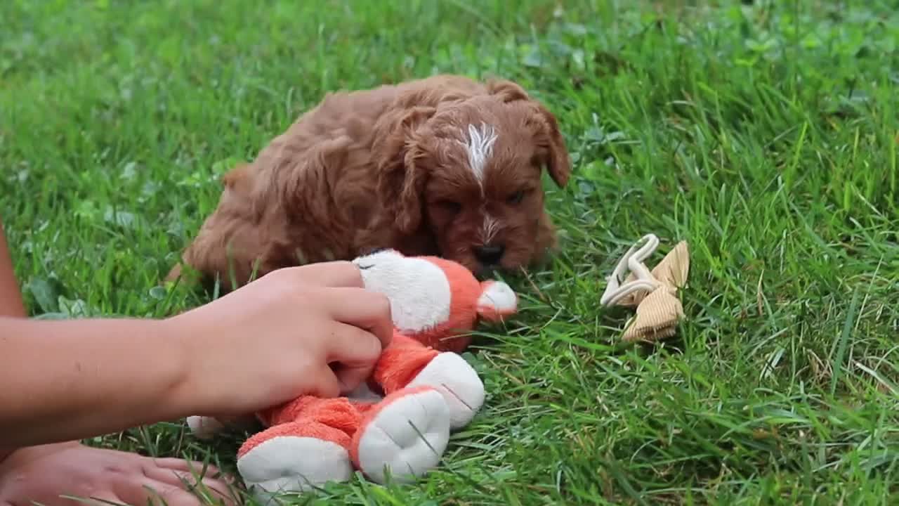 Cavapoo dogs for sale: Willow - Video 1