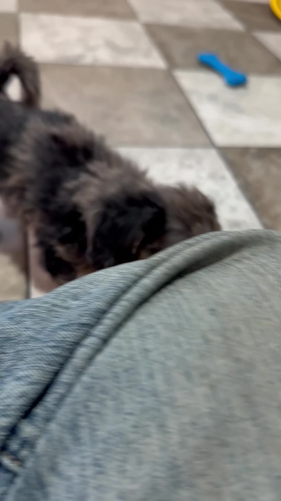 Mixed Breed dogs for sale: Cooper - Video 1