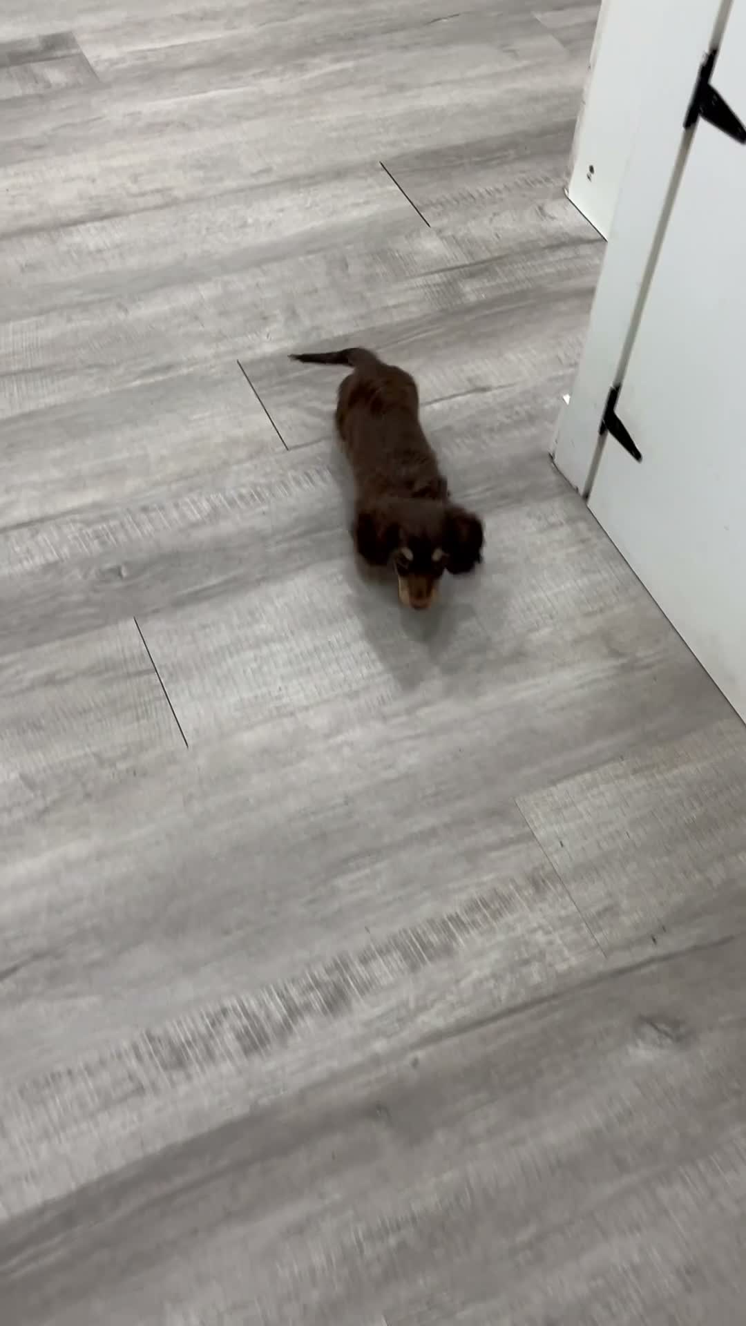 Miniature Dachshund dogs for sale: Teddy - Video 1