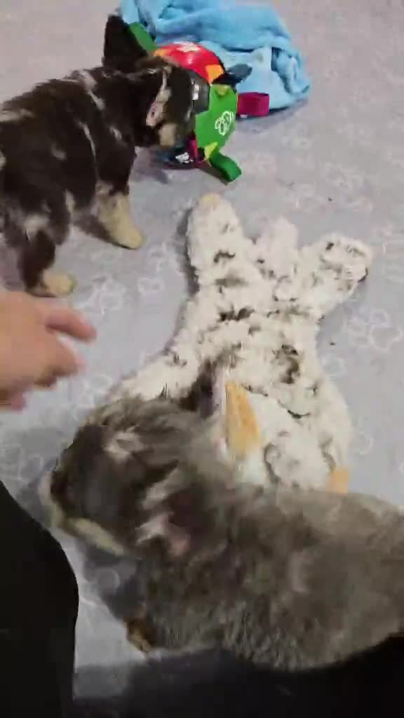 French Bulldog dogs for sale: French Bulldog Puppy 4 - Video 1
