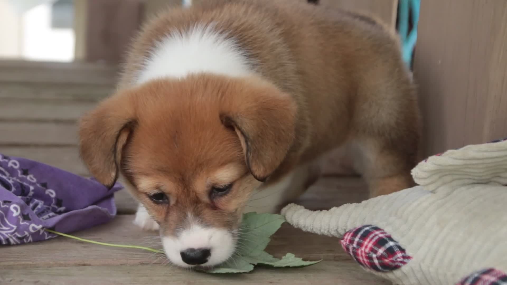 Welsh Corgi Pembroke dogs for sale: Trix Welsh Corgi Pembroke  - Video 1