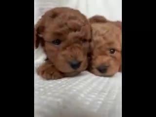 Mini Goldendoodle dogs for sale: Monty - Video 1
