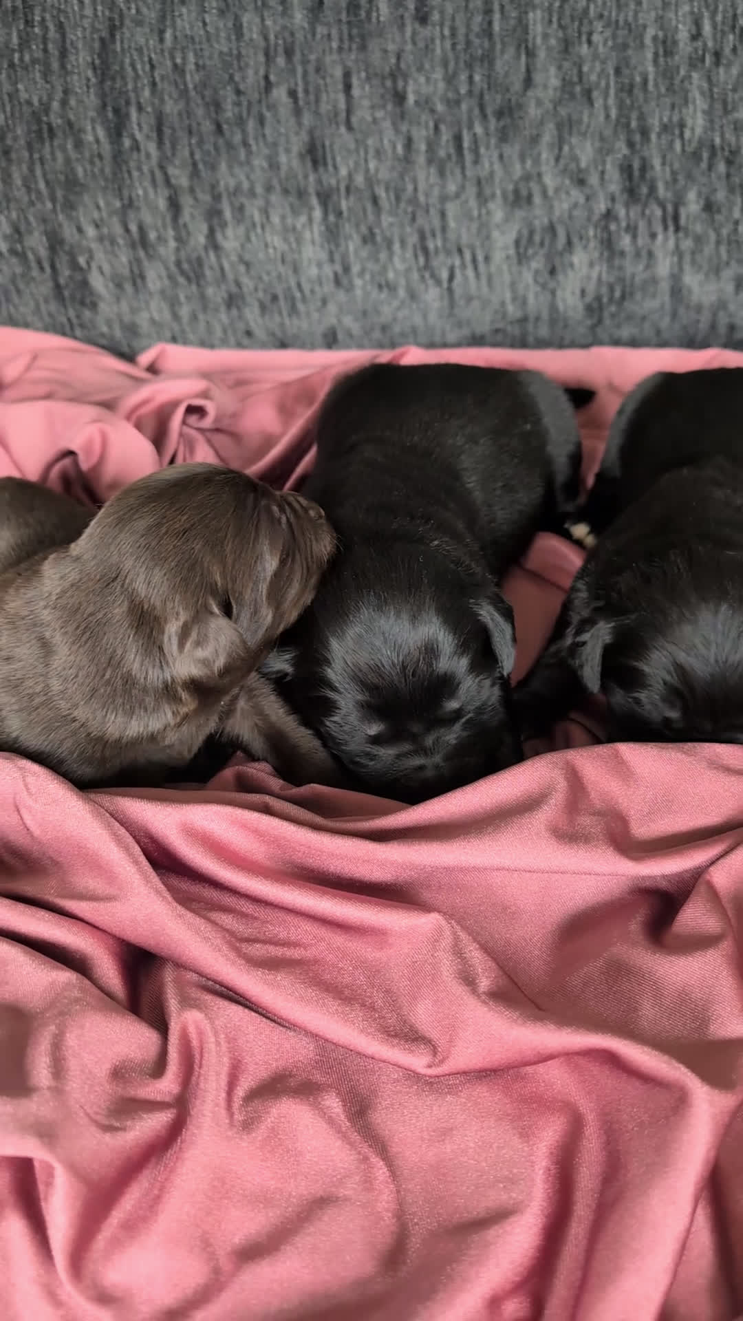 Newfoundland dogs for sale: Halo - Video 2