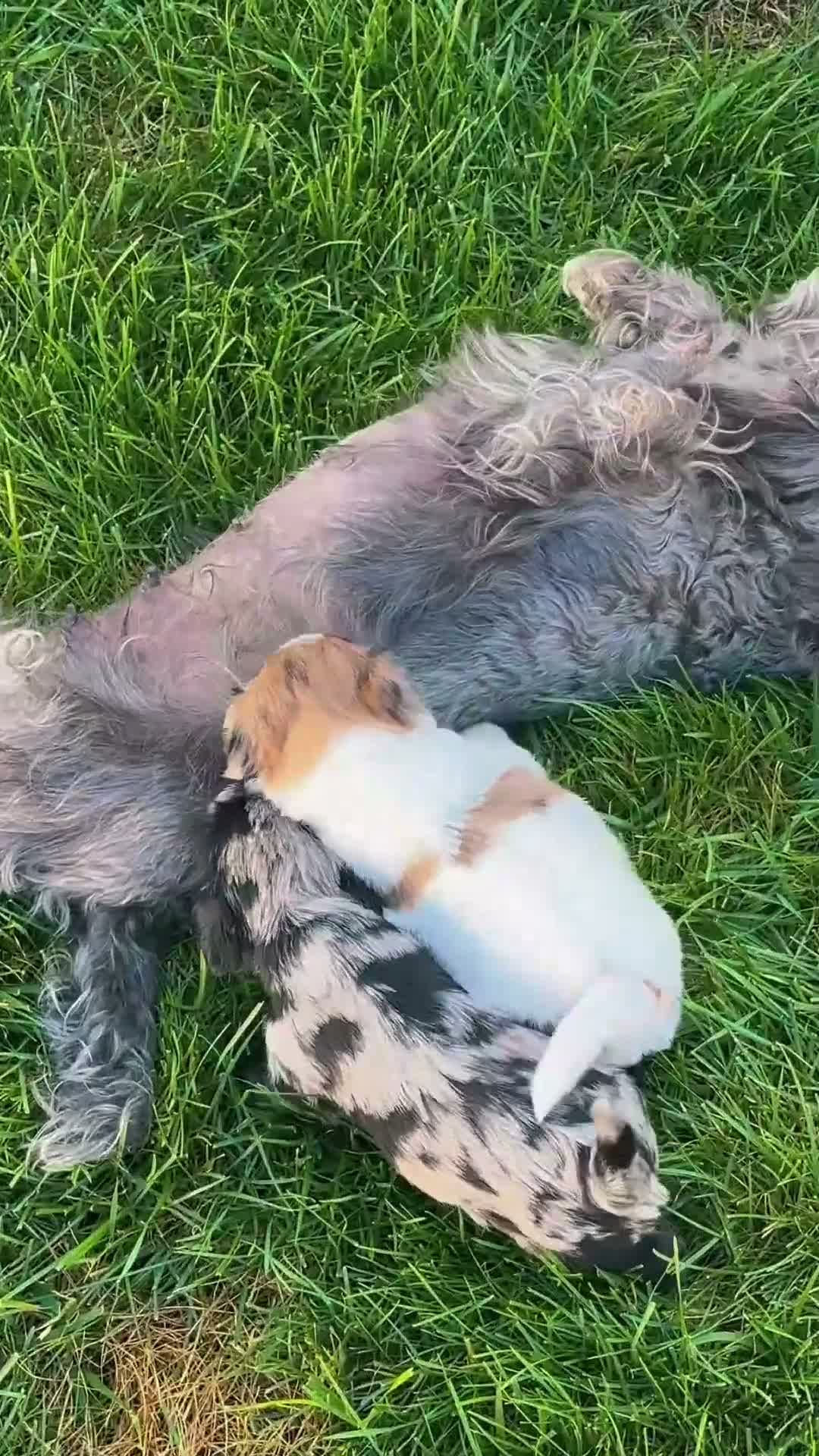Miniature Schnauzer dogs for sale: Blanca - Video 3