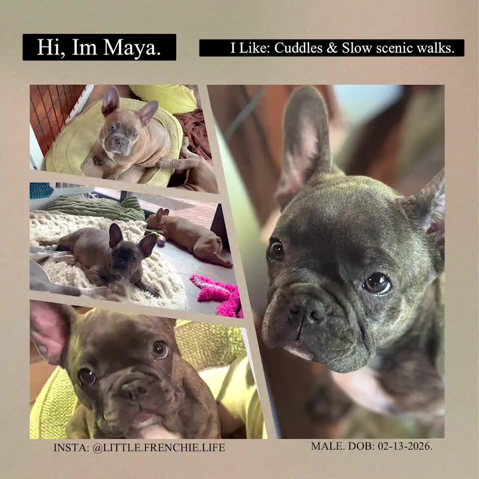 Frenchton dogs for sale: Maya - Video 1