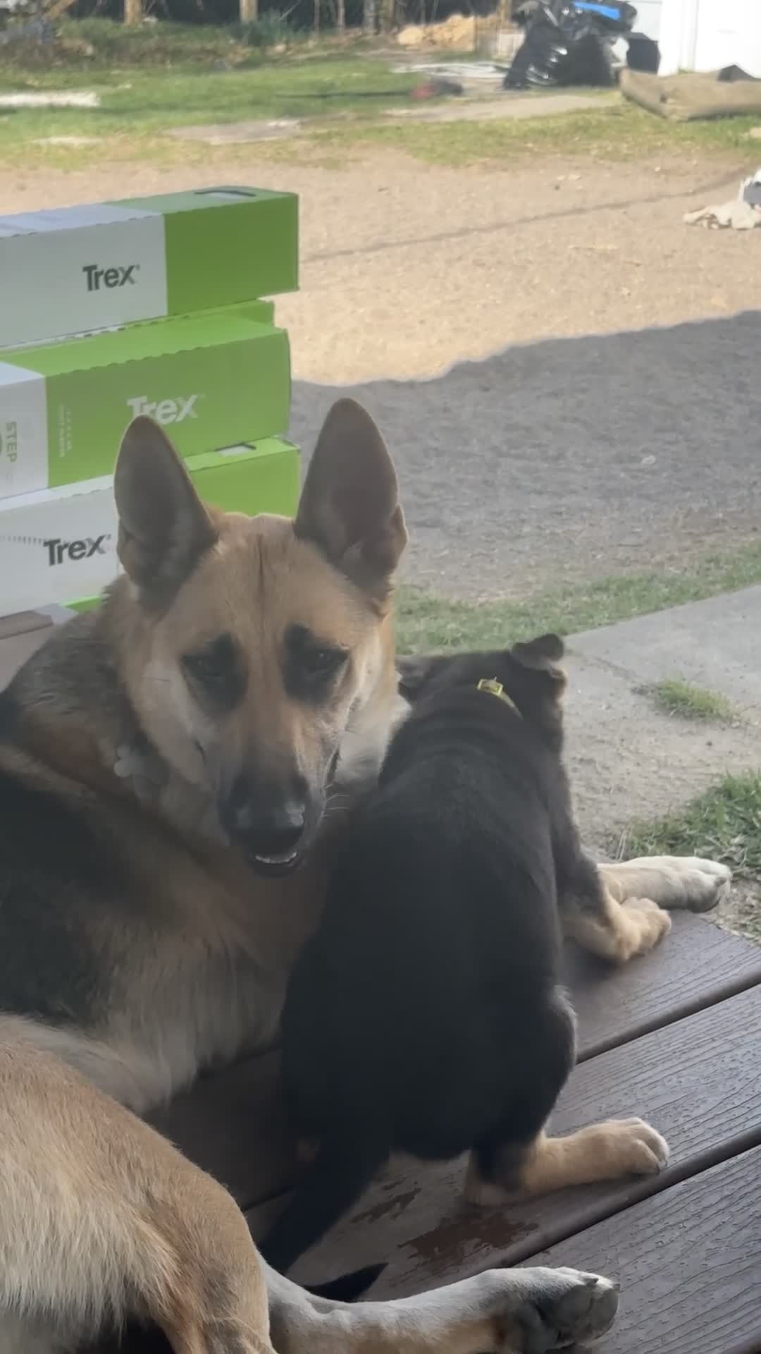German Shepherd dogs for sale: Dakota - Video 1