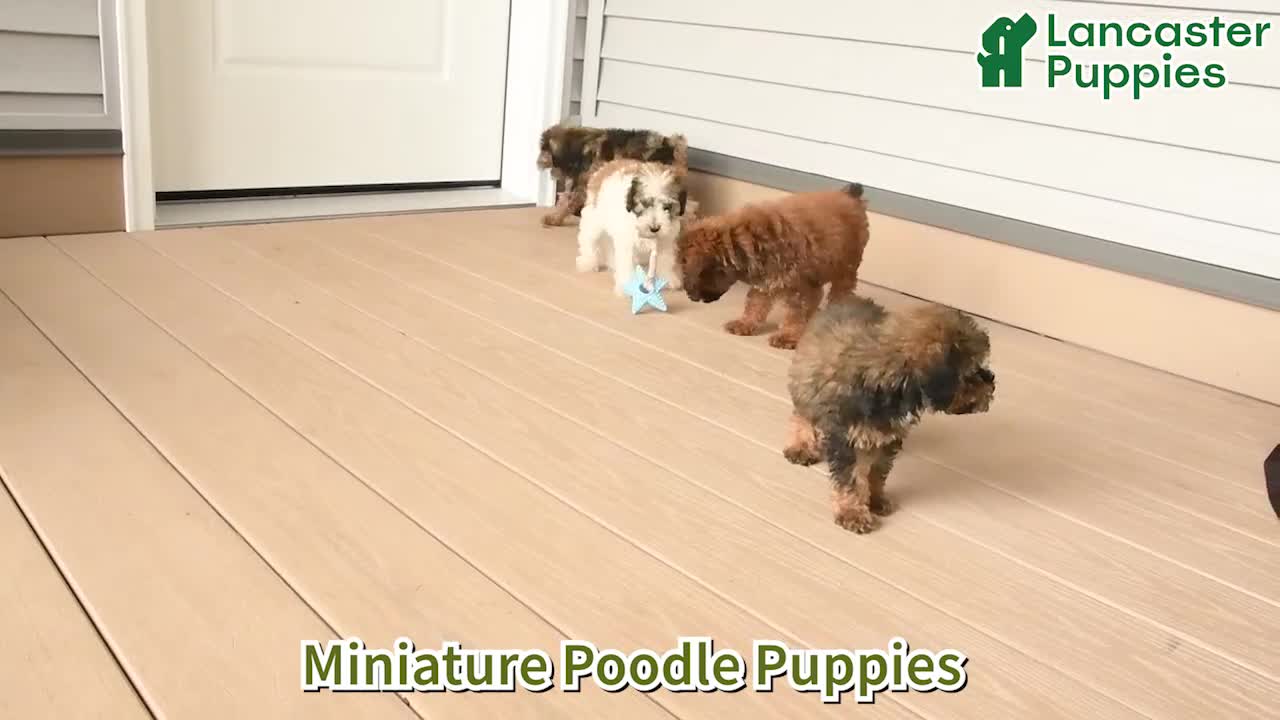 Miniature Poodle dogs for sale: Nutmeg - Video 1