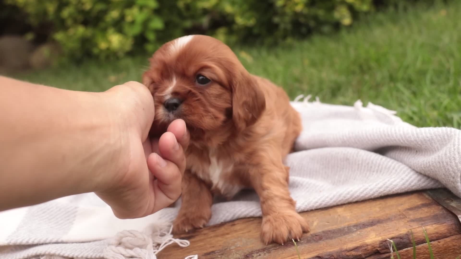 Cavalier King Charles Spaniel dogs for sale: Florie Cavalier King Charles Spaniel  - Video 1