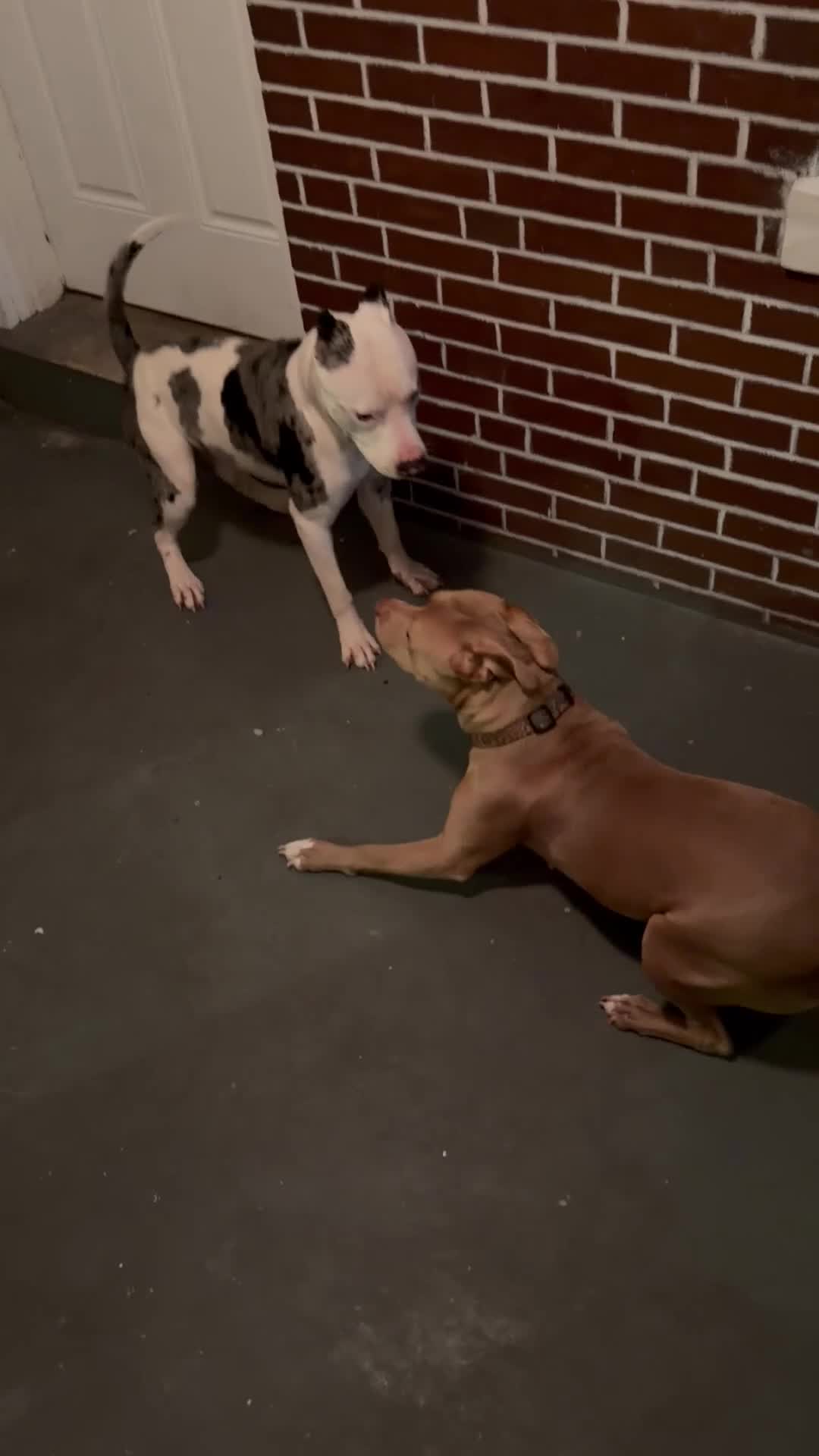 Mixed Breed dogs for sale: Mixed Breed Puppy 7 - Video 1