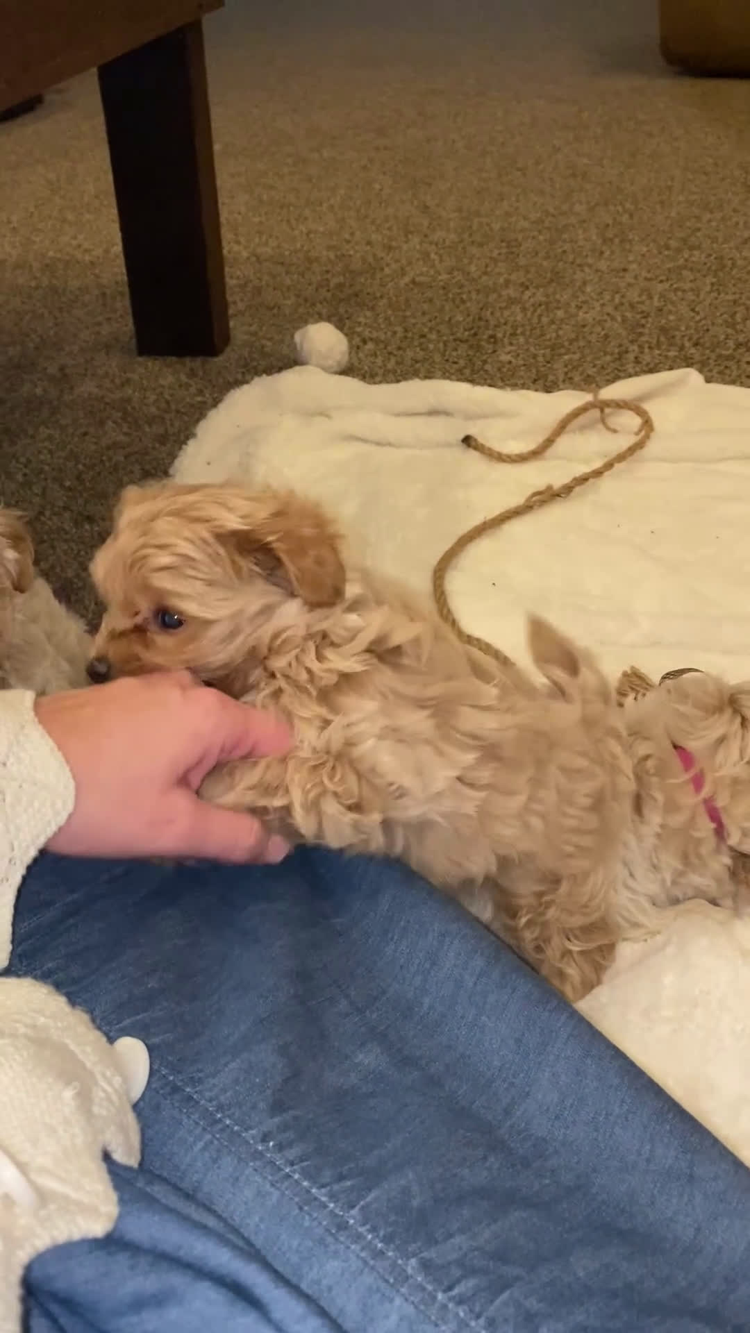 Maltipoo dogs for sale: ♥️LITTLE DARLING ♥️ - Video 2