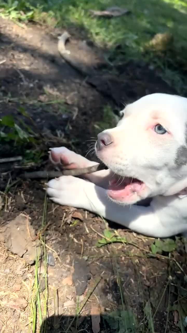 American Pit Bull Terrier dogs for sale: American Pit Bull Terrier 4 - Video 1
