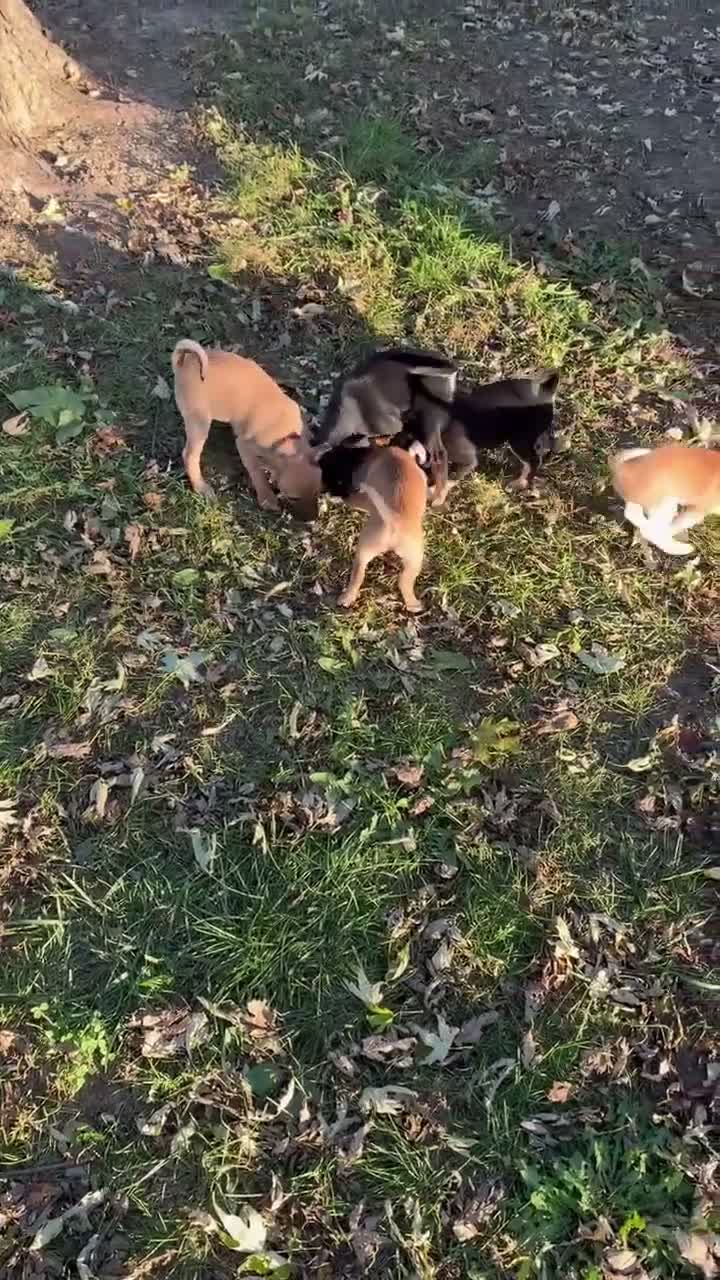 Chihuahua dogs for sale: Chihuahua 3 - Video 1