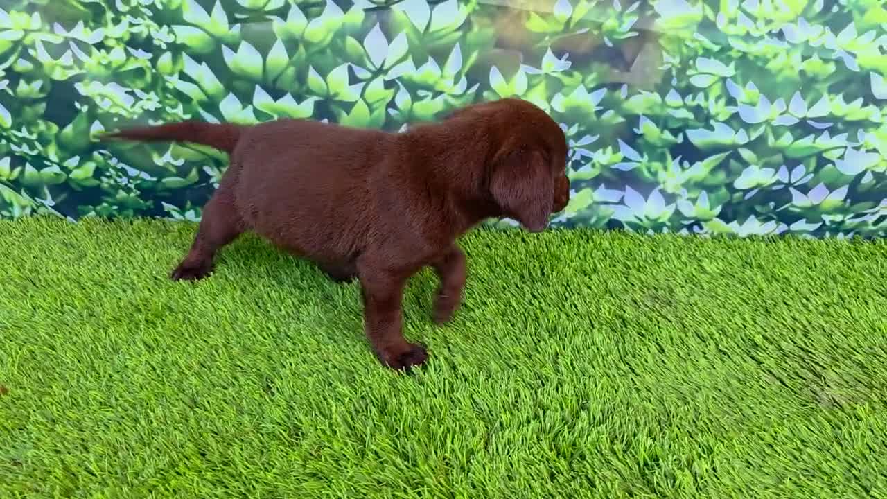 Labrador Retriever dogs for sale: Heidi - Video 1