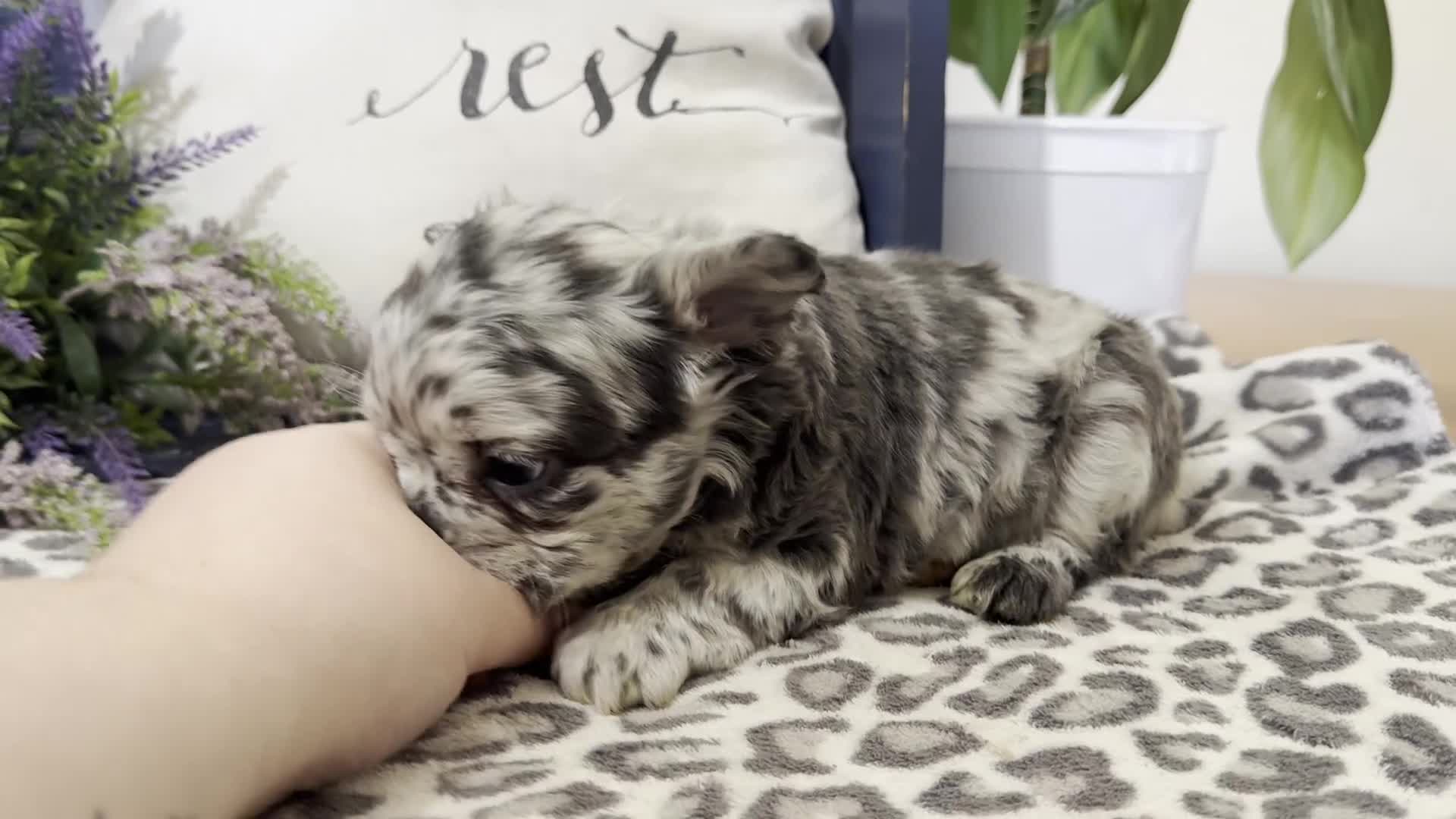 French Bulldog dogs for sale: Fenton - Video 1