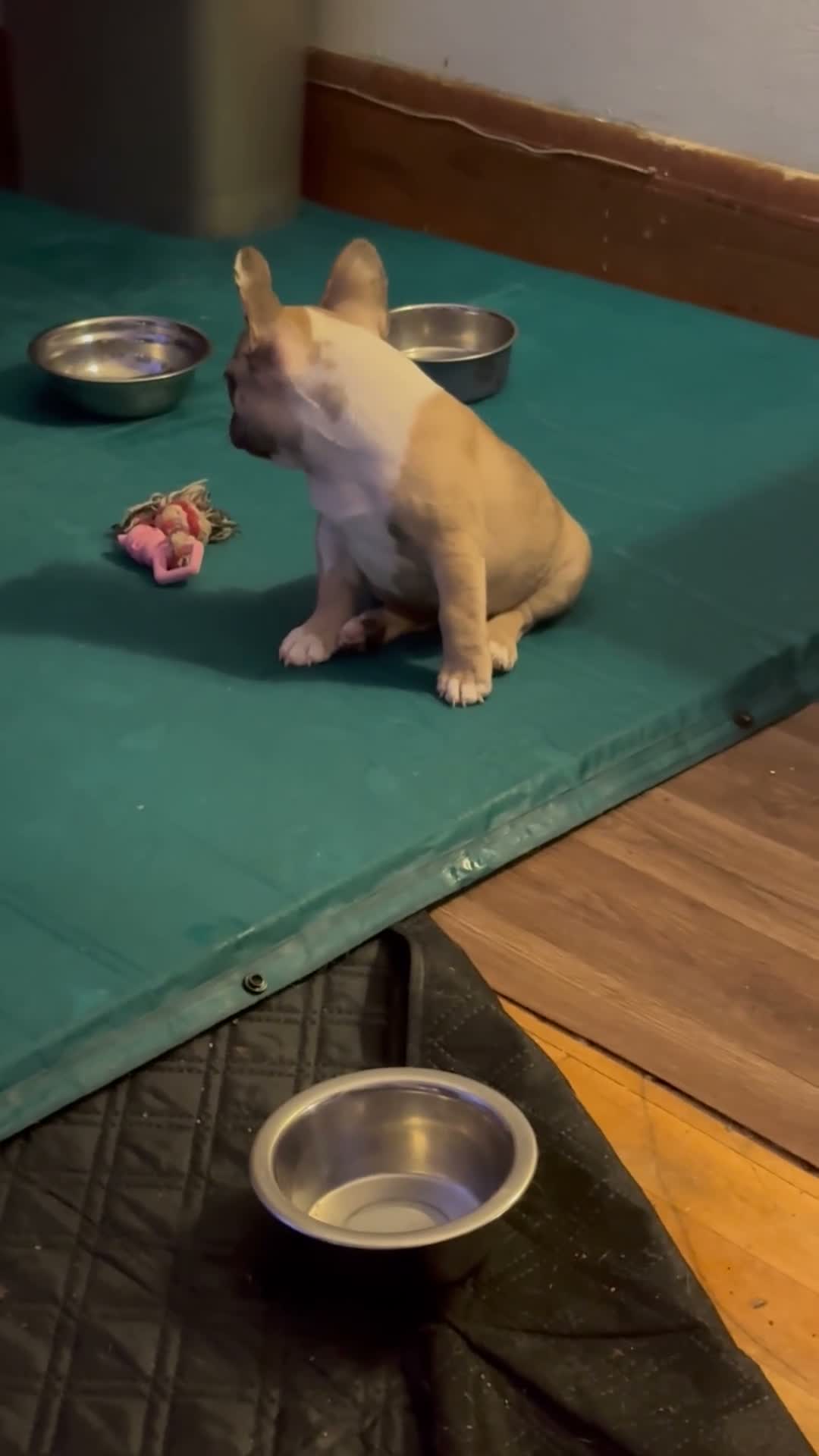 French Bulldog dogs for sale: French Bulldog 5 daisy,fay  - Video 2